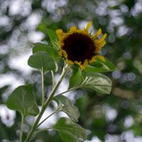 Helianthus