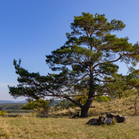 Ve stínu borovice