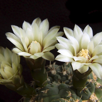 Gymnocalycium baldianum