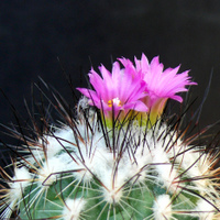 Gymnocactus viereckii