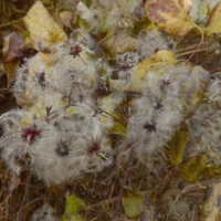  Malý obrazový atlas rostlin: Plamének plotní (Clematis vitalba L., 1753)  