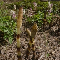 Přeslička největší (Equisetum telmateia Ehrh., 1783)