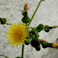 Mléč zelinný (Sonchus oleraceus L., 1753)