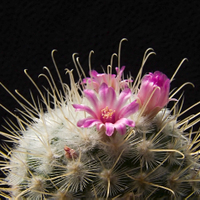 Mammillaria bombycina