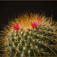 Mmmillaria rhodanta