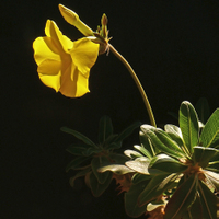 Pachypodium rossukatum