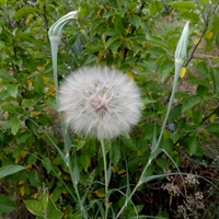  Malý obrazový atlas rostlin: Kozí brada pochybná - Tragopogon dubius Scop., 1772