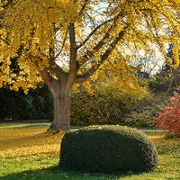 Ginkgo biloba v parku