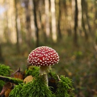 Muchomůrka červená (Amanita muscaria)