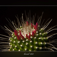 Mammillaria spnossiisima