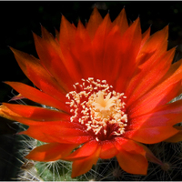 Parodia penicilata 2