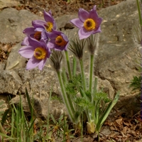  Malý obrazový atlas rostlin: Koniklec velkokvětý (Pulsatilla grandis Wenderoth)