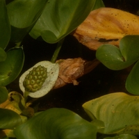  Malý obrazový atlas rostlin: Ďáblík bahenní (Calla palustris L., 1753)