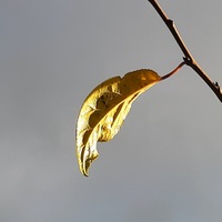 Autumn leaves II