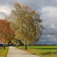 Před lijákem 