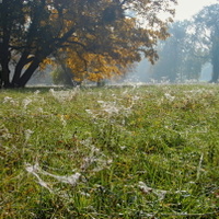 Pavučinková