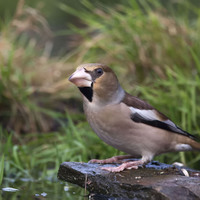 Dlask tlustozobý (Coccothraustes coccothraustes)