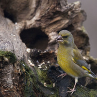 Zvonek zelený (Chloris chloris)