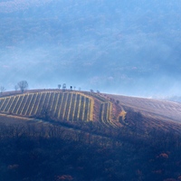 Vinohrádek