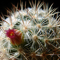 Mammillaria microhelia