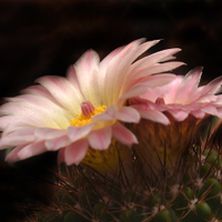 Notocactus roseoluteus