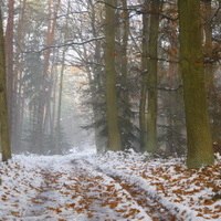zimním lesem