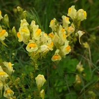  Malý obrazový atlas rostlin: Lnice květel - Linaria vulgaris (L.) Mill., 1768