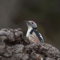 Strakapoud prostřední (Dendrocopos medius) 