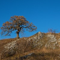  Bonsai 