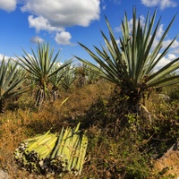 Kde se rodí tequila