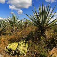 Kde se rodí tequila