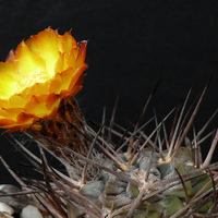 Acahthocalycium variflorum