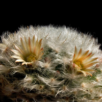 Mammillaria bocasana