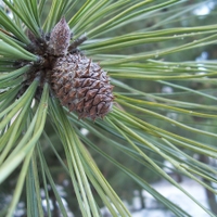 Malý obrazový atlas rostlin: Borovice těžká (Pinus ponderosa Douglas ex C.Lawson, 1836)