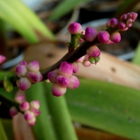 Malabarský špenát (Basela rubra L.)