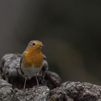 Červenka obecná (Erithacus rubecula)