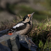 Strakapoud jižní (Dendrocopos syriacus)