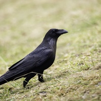 Krkavec velký - Corvus corax