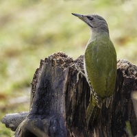 Žluna šedá - Picus canus