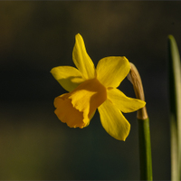 Narcis žlutý.