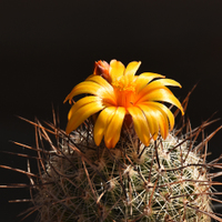 Thelocactus conothelos aureacanthus