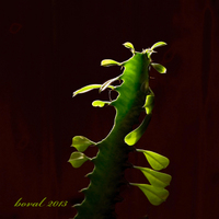 Euphorbia trigona
