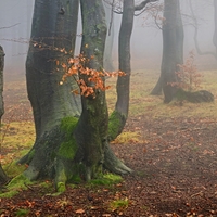 V podzimním lese