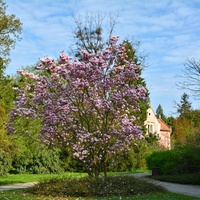 Magnoliová