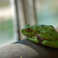 Obyvatelka palmového skleníku