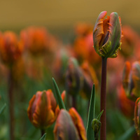 záhon tulipánů 