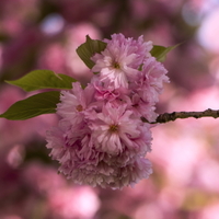   Sakura ozdobná ....