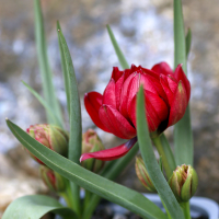 malý tulipán