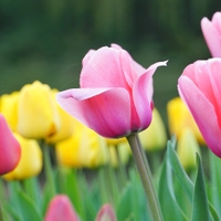 Čas tulipánů
