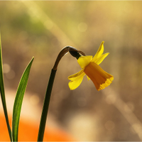 Narcis žlutý.